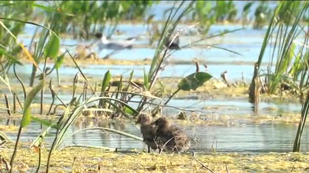 Yavru martılar yuva göl kenarında — Stok video