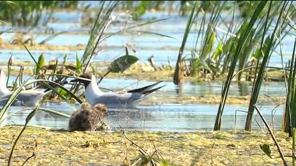 Danau camar Melindungi Chicks Dari Sarang — Stok Video