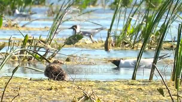 Sirály tó csibék megvédjék fészek — Stock videók