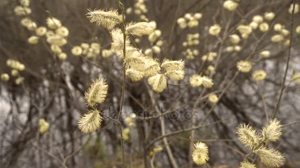 Lente Willow takken bloeien op onscherpe achtergrond — Stockvideo