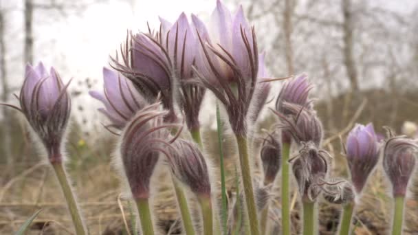 I primi fiori primaverili sogno erba grande retroilluminato di giorno su uno sfondo sfocato — Video Stock