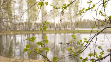 Forest Gölü Narin Huş Yaprakları Ön Planda Bahar Manzara