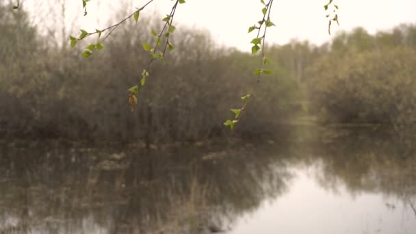 Lente landschap in Forest Lake delicate berken bladeren op de voorgrond — Stockvideo