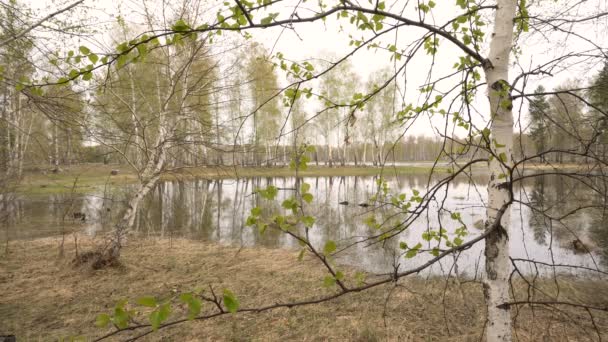 Frühlingslandschaft im Waldsee zarte Birkenblätter im Vordergrund — Stockvideo