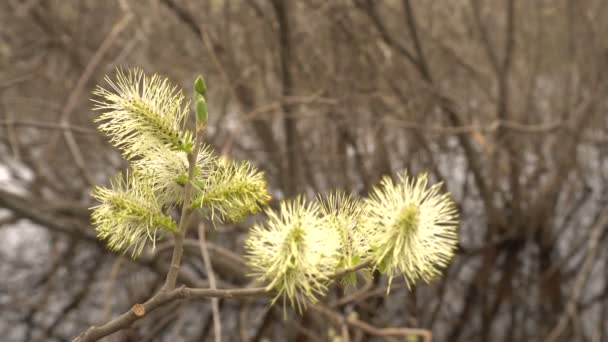 Spring Willow grenar blommar makro en suddig bakgrund — Stockvideo