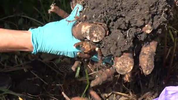 Zahradní práce transplantační kořen velké ruce v rukavicích. — Stock video