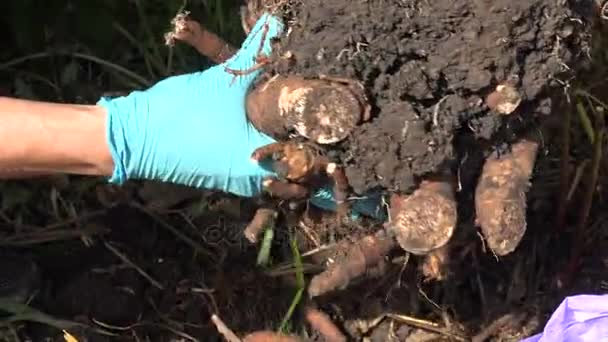 Jardim Transplante de trabalho Peony Root Grandes mãos enluvadas . — Vídeo de Stock