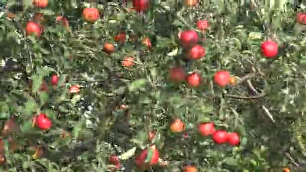 Ernte roter Äpfel an Zweigen im Garten — Stockvideo