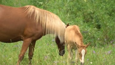 Yaz aylarında temizleyerek bir ormanda bir yavru yavaş hareket ile güzel at Grazes.