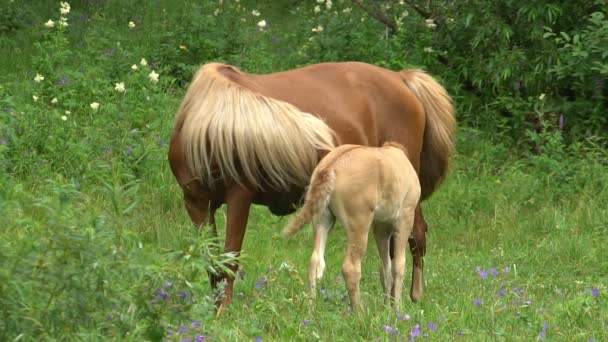 Bellissimo cavallo con un puledro al rallentatore sfiora in una foresta di compensazione in estate . — Video Stock