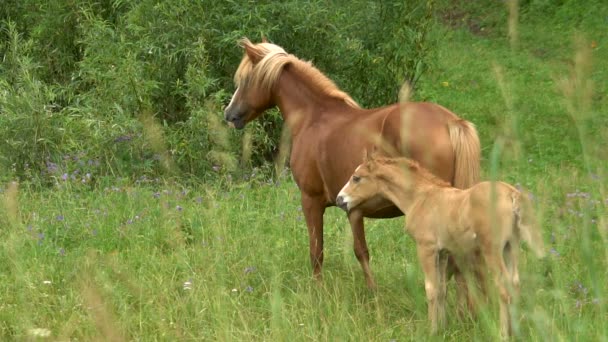 Beau cheval avec un poulain au ralenti broute dans une forêt défrichant en été .