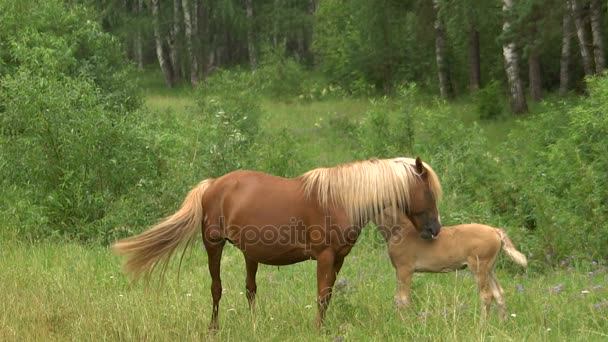Beau cheval avec un poulain au ralenti broute dans une forêt défrichant en été .