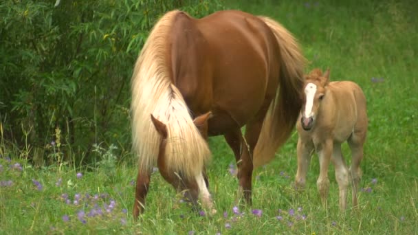 Hermoso caballo con un potro en cámara lenta arrasa en un bosque en verano . — Vídeos de Stock