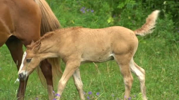 O potro e a mãe de cavalo se movimentam lentamente em uma clareira florestal no verão . — Vídeo de Stock