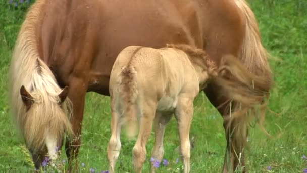 Vacker häst med en föl Slow Motion skrubbsår i en skogsröjning på sommaren. — Stockvideo