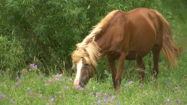 Vacker brun häst med en vit Mane bete i en skogsglänta i sommar. — Stockvideo