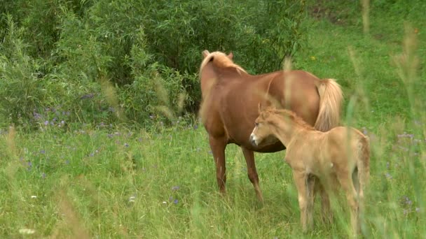 Vacker häst med en föl Slow Motion skrubbsår i skogsröjning på sommaren. — Stockvideo