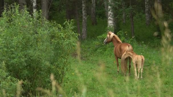 Vacker häst med en föl Slow Motion skrubbsår i skogsröjning på sommaren. — Stockvideo