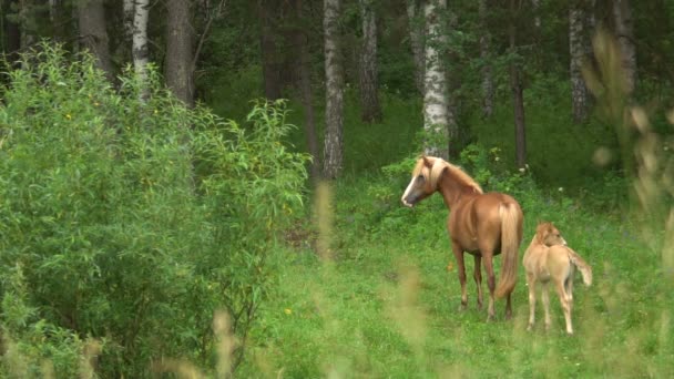 Beau cheval avec un poulain pâturages au ralenti dans le déboisement en été .