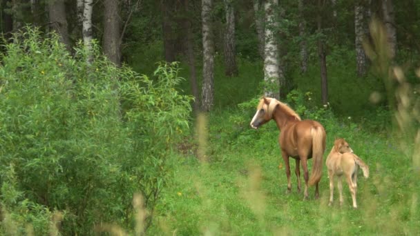 Schöne Pferd mit einem Fohlen Zeitlupe grast in Waldlichtung im Sommer. — Stockvideo