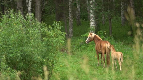 Лошадь с жеребцом медленно движется при расчистке леса летом . — стоковое видео