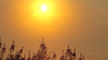 Sunrise yaz orman vadisinde sis