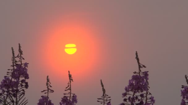 Sunrise in Summer Forest Valley in Mist — Stock Video