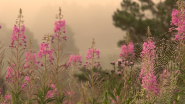 Landschaft Flusstal im Sommer im Nebel am frühen Morgen — Stockvideo