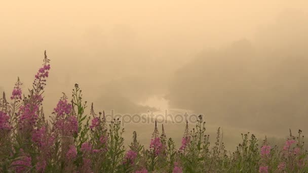 Ландшафтная речная долина летом в тумане ранним утром — стоковое видео
