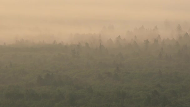 Alba nebbiosa sulla foresta da una vista a volo d'uccello — Video Stock