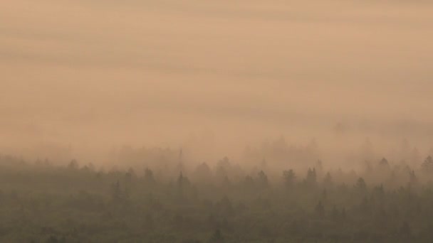 Foggy Dawn Over Forest From a Bird's Eye View — Stock Video