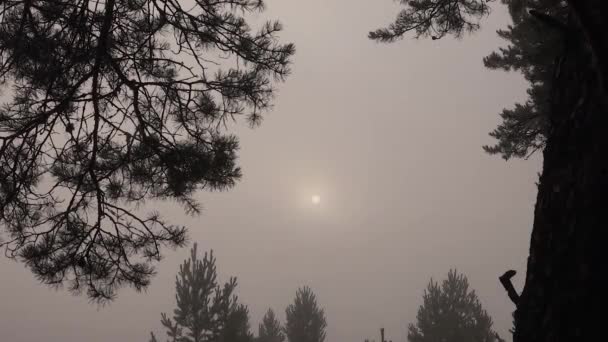 Пейзаж летнего солнца в туманном лесу — стоковое видео