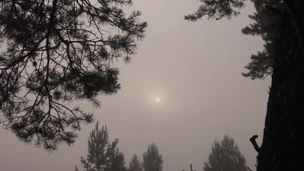 Landschaft der Sommersonne in einem nebligen Wald — Stockvideo