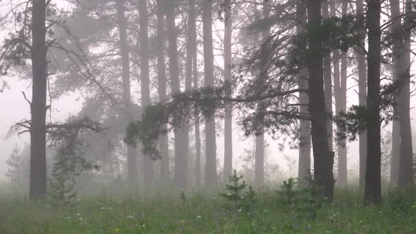 Сосновый лес в тумане на фоне рассвета — стоковое видео