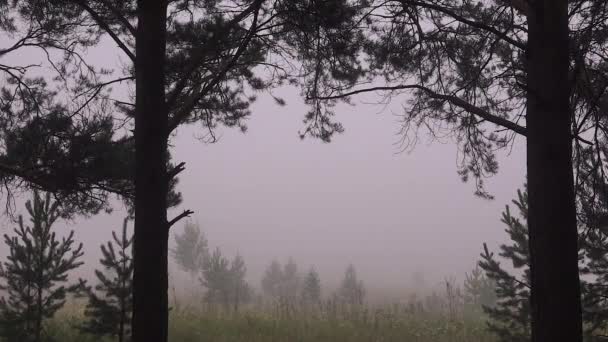 Fenyves erdő a ködben a Hajnal-táj — Stock videók