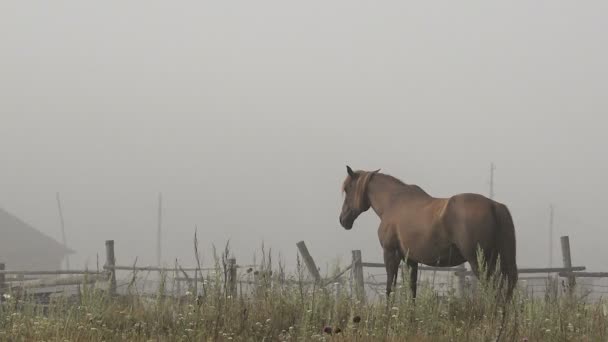 Лошади с жеребцами отдыхают на пастбище туманным летним утром — стоковое видео