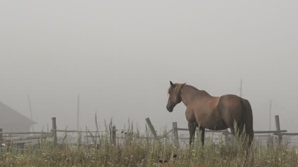 Chevaux avec poulains Repos sur le pâturage sur un matin d'été brumeux — Video