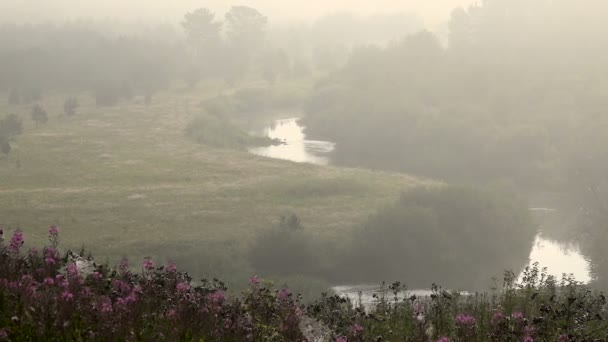 Summer krajobraz doliny rzeki w mgły rano — Wideo stockowe