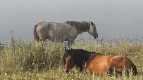 Caballos con potros Descansan en el pastoreo en una mañana de verano brumosa — Vídeo de stock