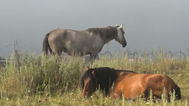 Hästar med föl vila på bete en Misty sommarmorgon — Stockvideo