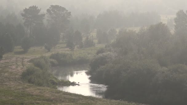 Las rzeka we mgle latem wczesnym rankiem — Wideo stockowe