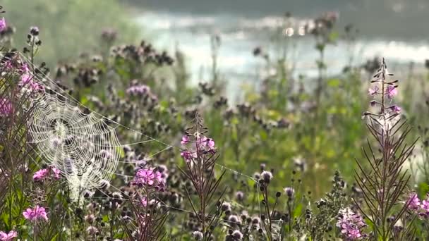 Paisaje de flores de Chipre Web en el fondo de rocío del río Bosque en la niebla en verano — Vídeos de Stock