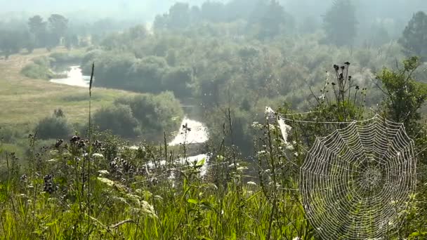 Landscape of Flowers of Cyprus Web in Dew Background of Forest River in Fog in Summer — Stock Video