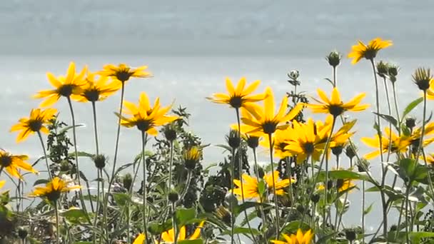 Gele bloemen tegen de achtergrond van de zon Glinting van het meer — Stockvideo