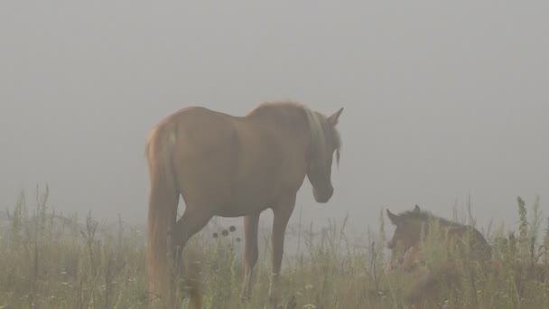 Konie z reszta źrebiąt na wypas na Misty — Wideo stockowe