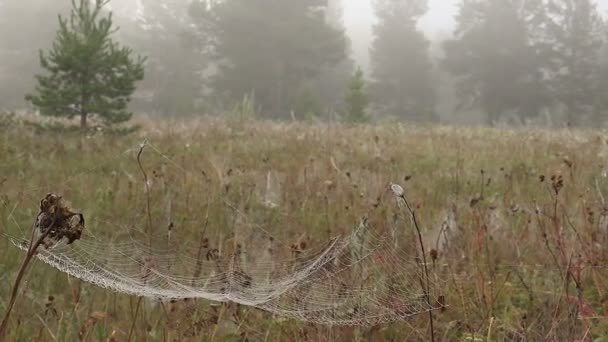 Barca con un pescatore su una nebbia nebbiosa al mattino — Video Stock