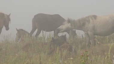 Bir puslu otlatma Foals atlarla dinlenme