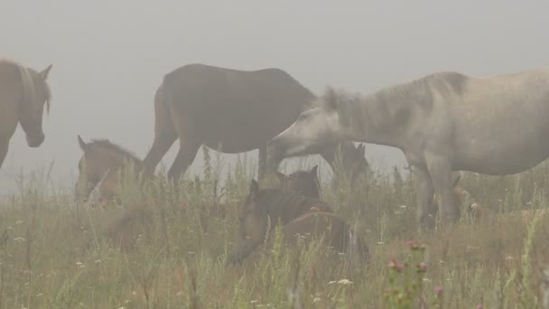 Caballos con potros Descansan sobre el pastoreo en un brumoso — Vídeo de stock
