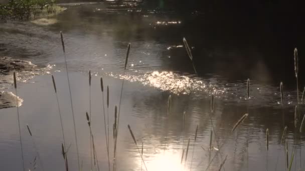 Riflessione del sole nel bagliore dell'acqua sulla cresta del fiume Foresta pulita — Video Stock