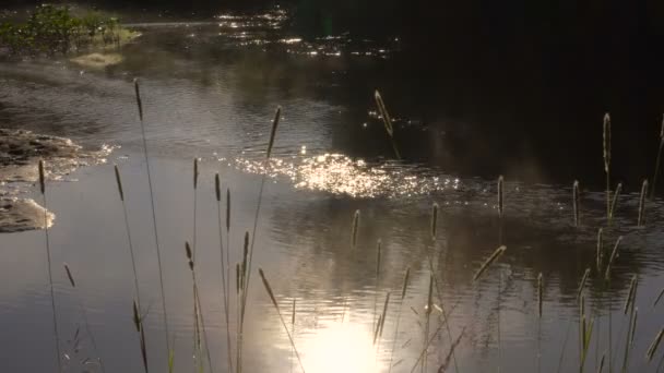 Forest River Silhouettes Swallows Flight — Stock Video